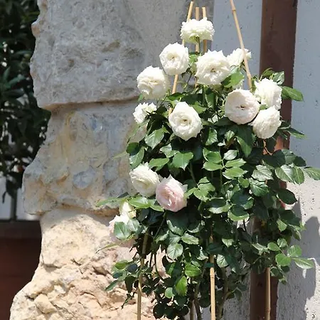 Hotell Stella D'italia Tenno